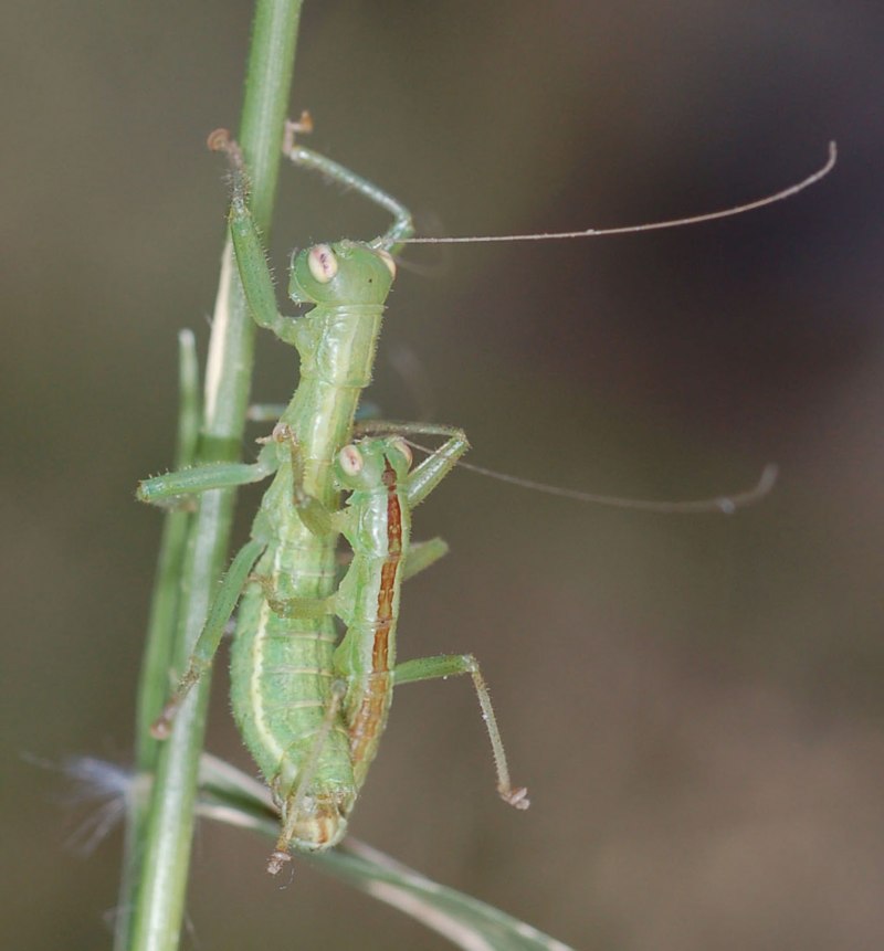 Мантофасматодеи (Mantophasmatodea)