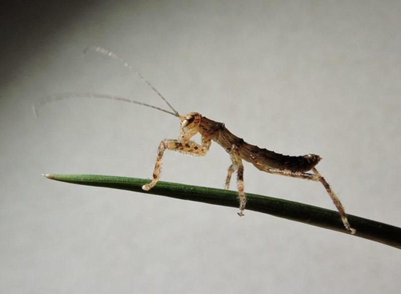 Мантофасматодеи (Mantophasmatodea)