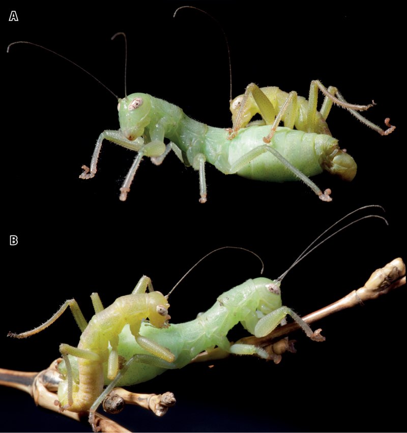 Мантофасматодеи (Mantophasmatodea)