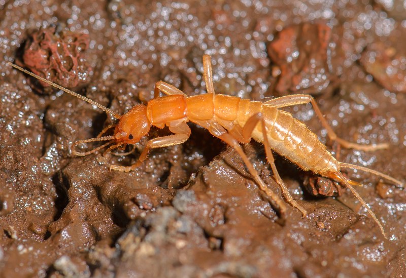 Grylloblattina djakonovi