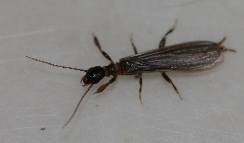 Oligotoma nigra