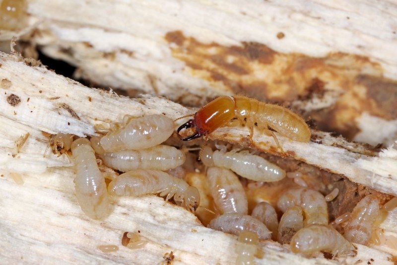 Kalotermes flavicollis