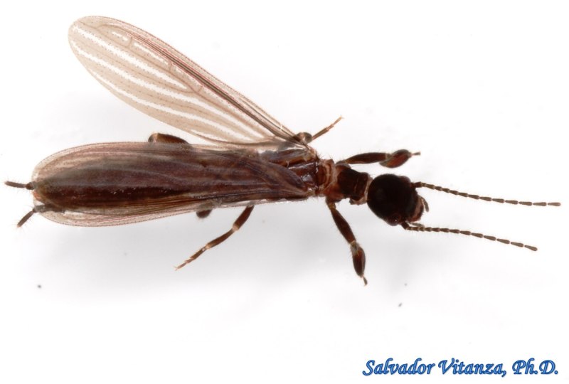 Oligotoma nigra