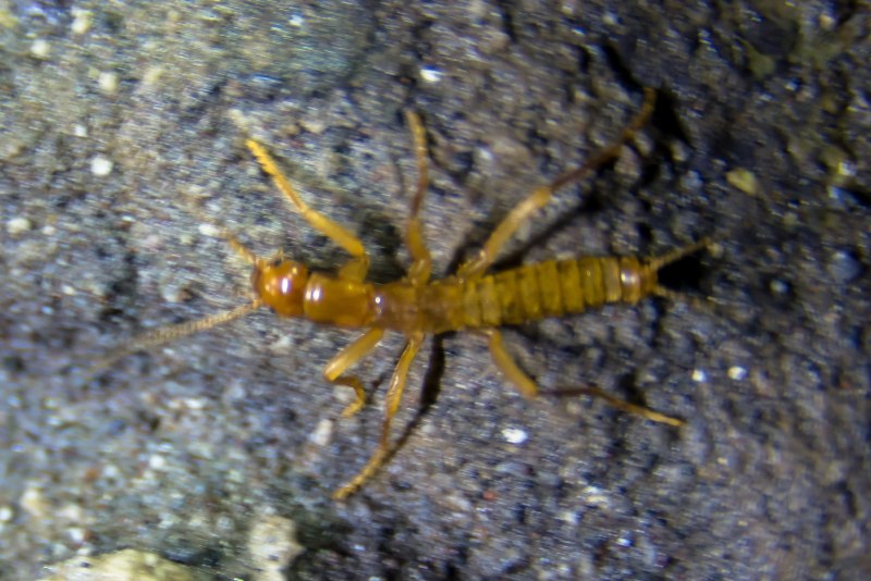 Theganopteryx Scotti