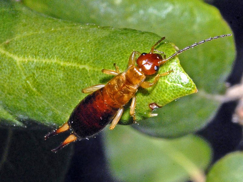 Forficulidae уховёртка