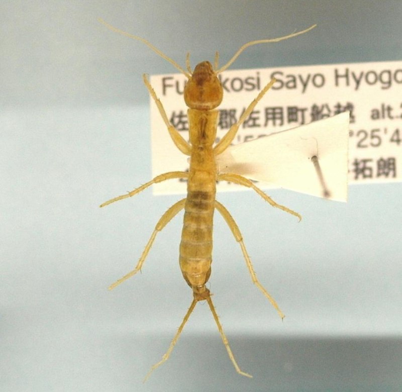 Grylloblattina djakonovi