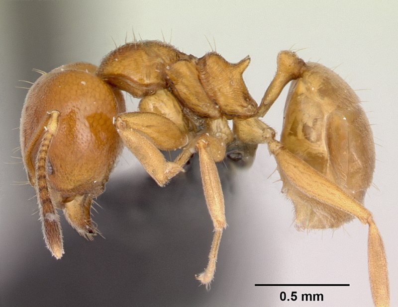 Aneuretus Simoni вид муравьев
