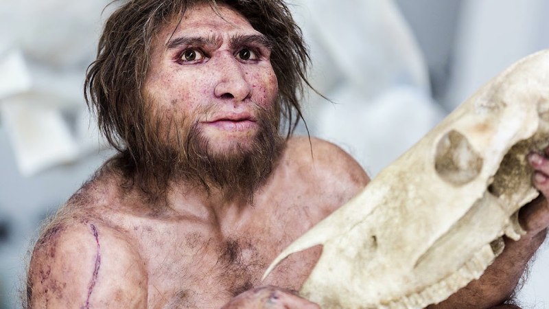 Человек Гейдельбергский homo