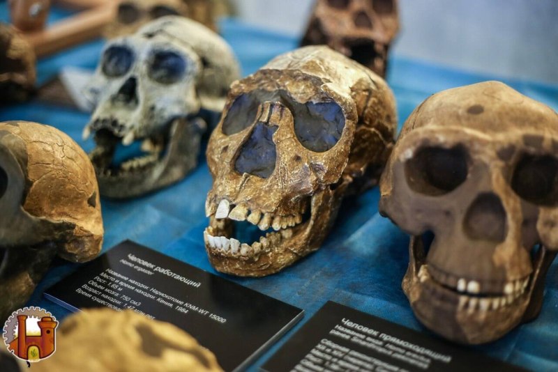 Раскопки Гейдельбергского человека
