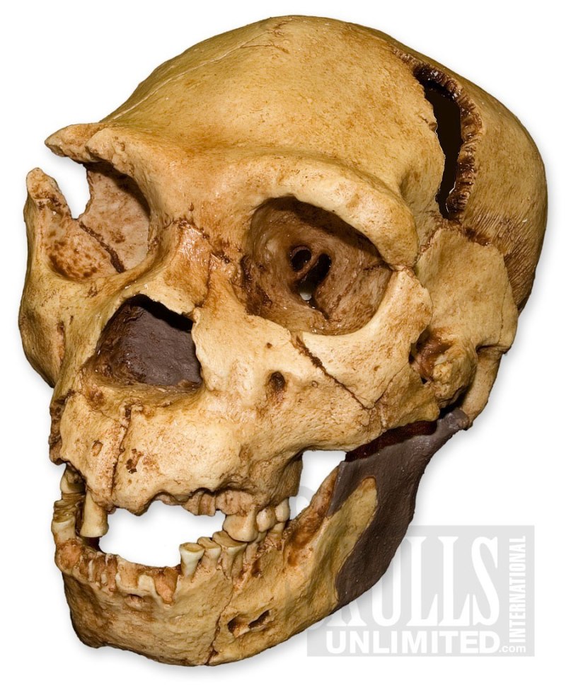 Гейдельбергский человек (homo Heidelbergensis)