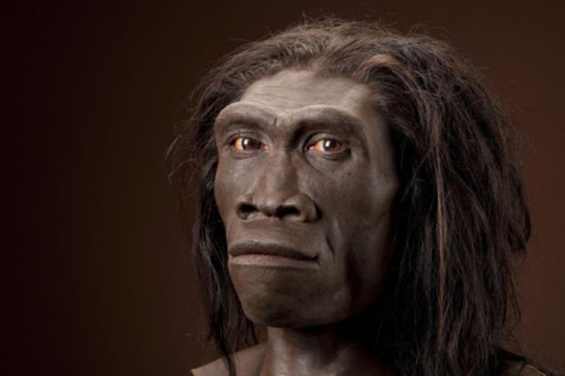 Человек прямоходящий homo Erectus