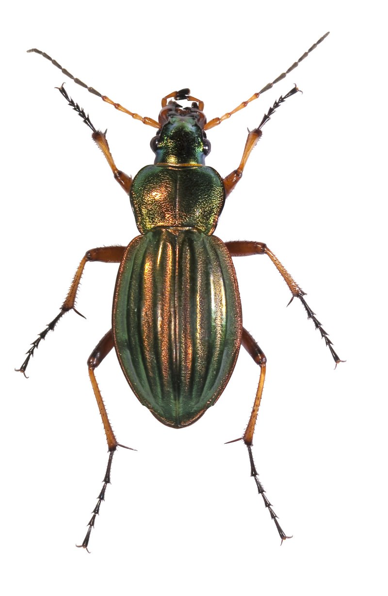 Telostylinus angusticollis