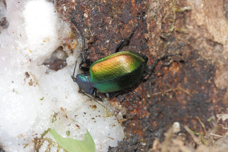 Calosoma sycophanta (Linnaeus, 1758)