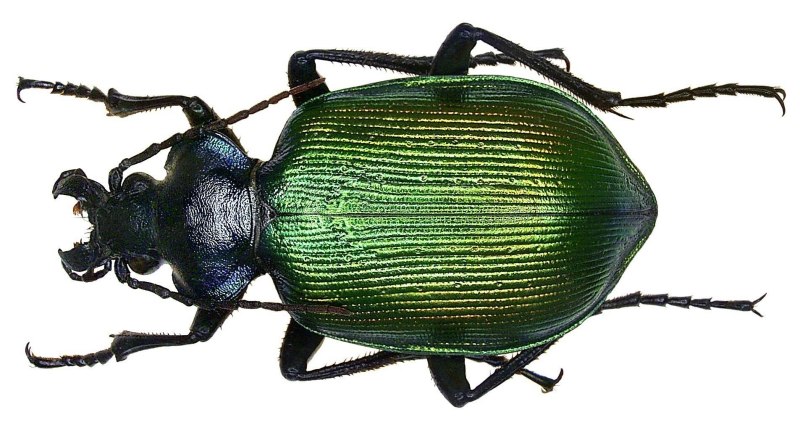 Calosoma sycophanta (Linnaeus, 1758)