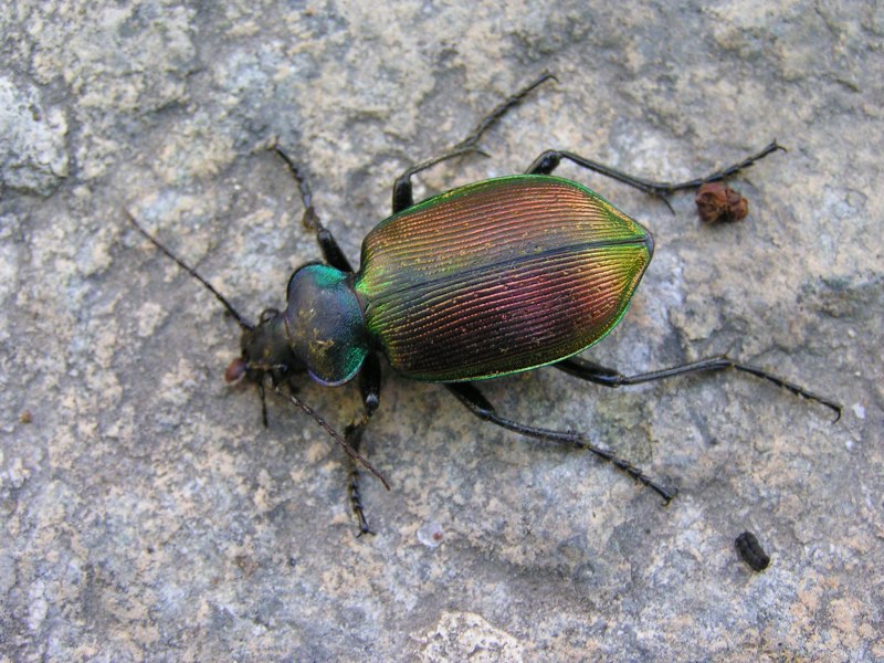 Красотел пахучий (Calosoma sycophanta)