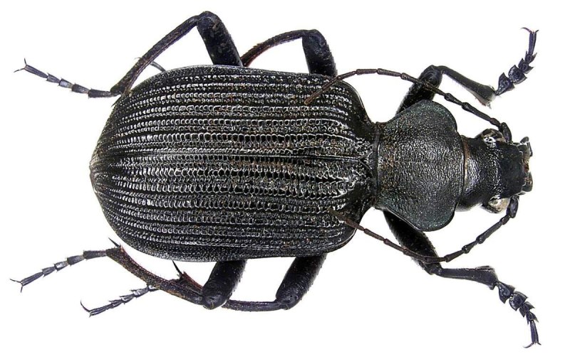 Красотел пахучий (Calosoma sycophanta)