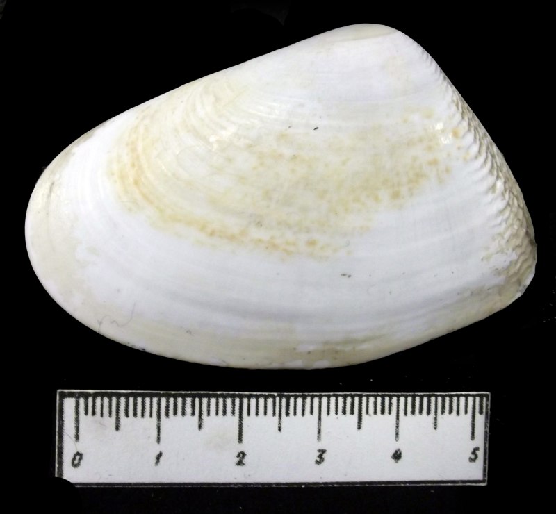 Donax trunculus