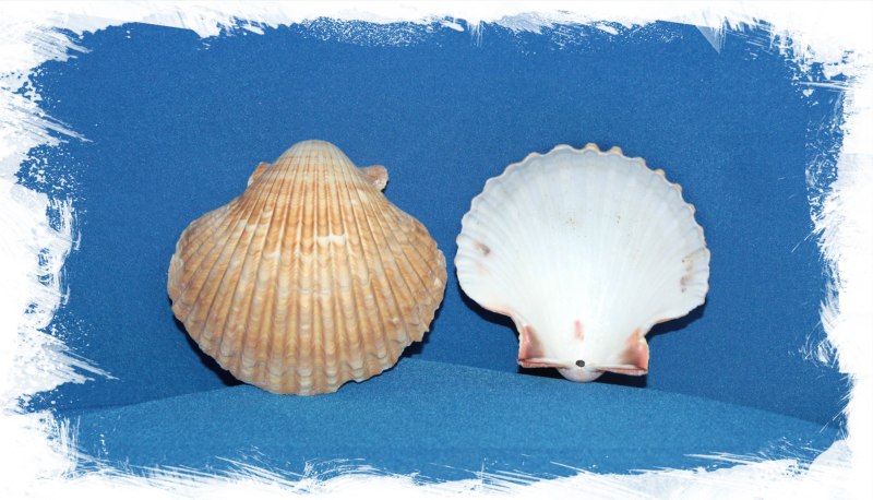 Раковина морского гребешка