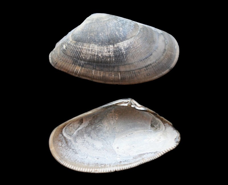Donax Serra