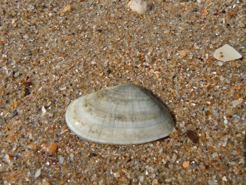 Donax trunculus моллюск