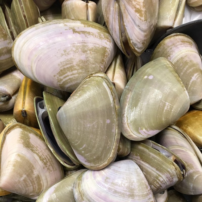A mennerella
