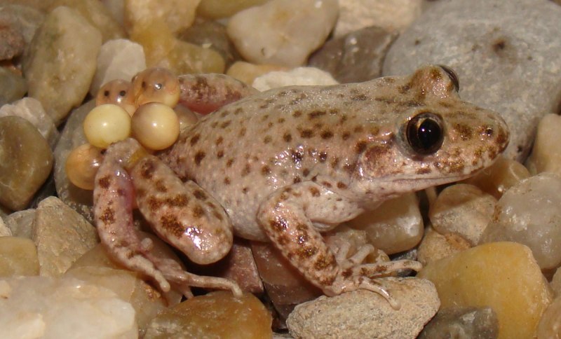 Midwife toad
