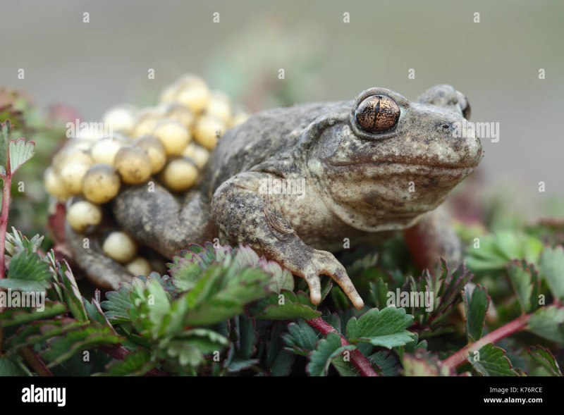 Midwife toad