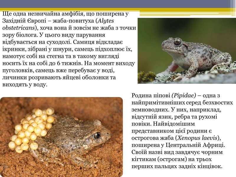 Сообщение о жабе повитухе