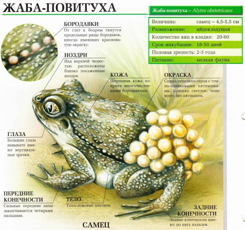 Сообщение о жабе повитухе