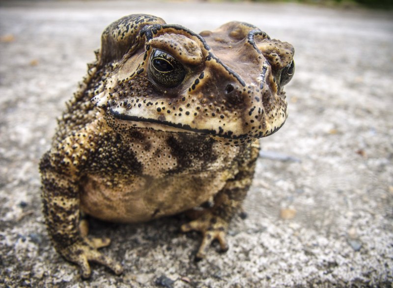 Жаба sclerophrys Channingi