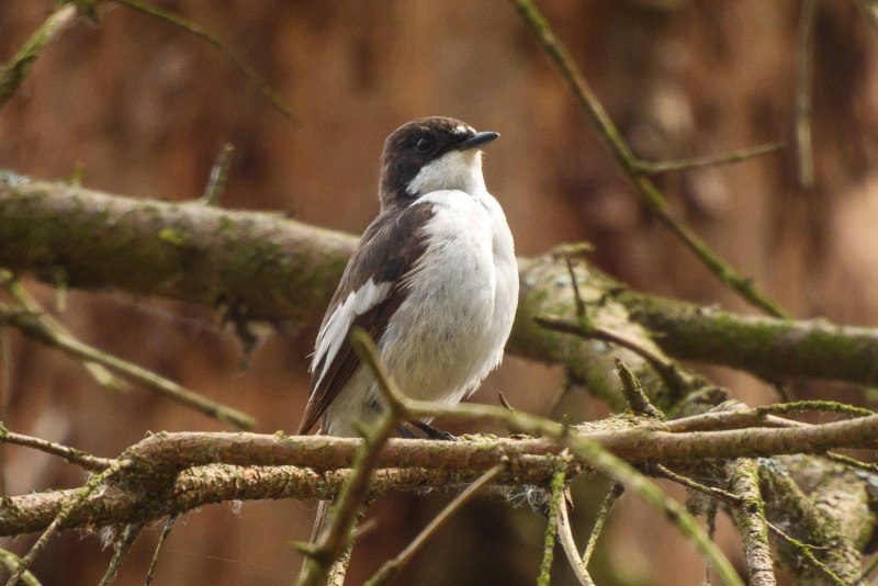 Мухоловка пеструшка птенец с червями