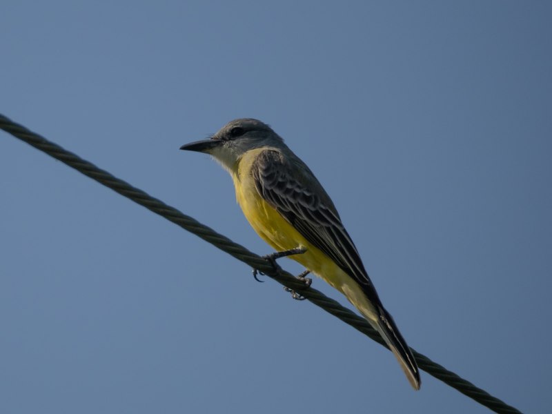 Королевский тиранн птица