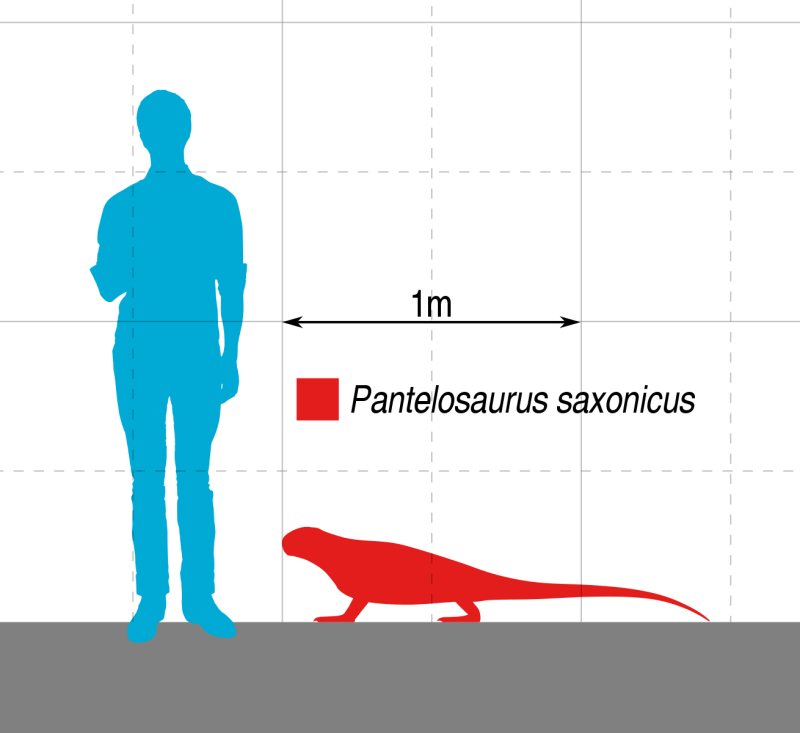 Varanops brevirostris