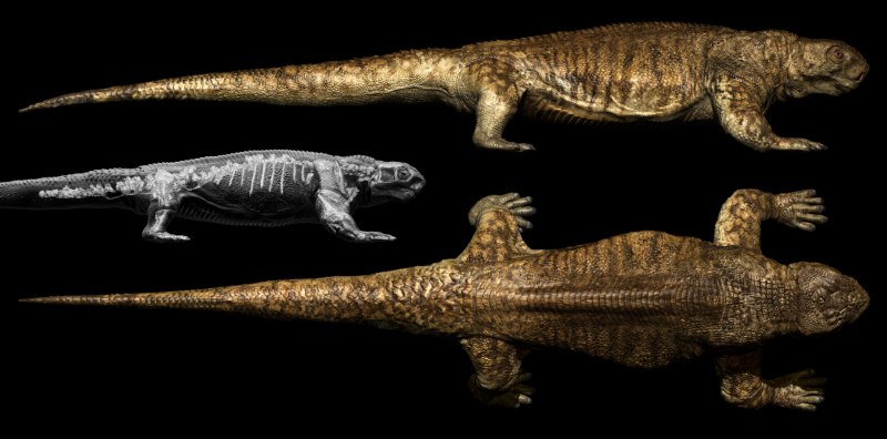 Ennatosaurus Tecton