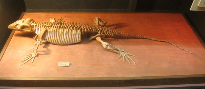 Archaeovenator Hamiltonensis