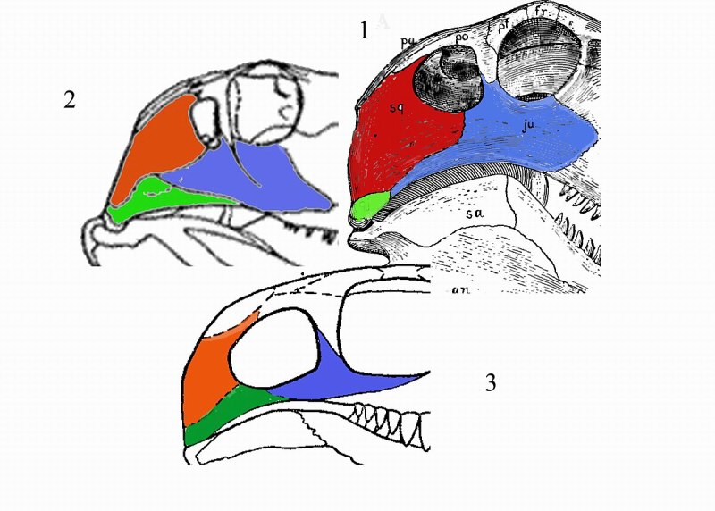 Ophiacodontia,
