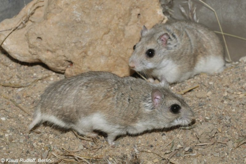 Allocricetulus curtatus