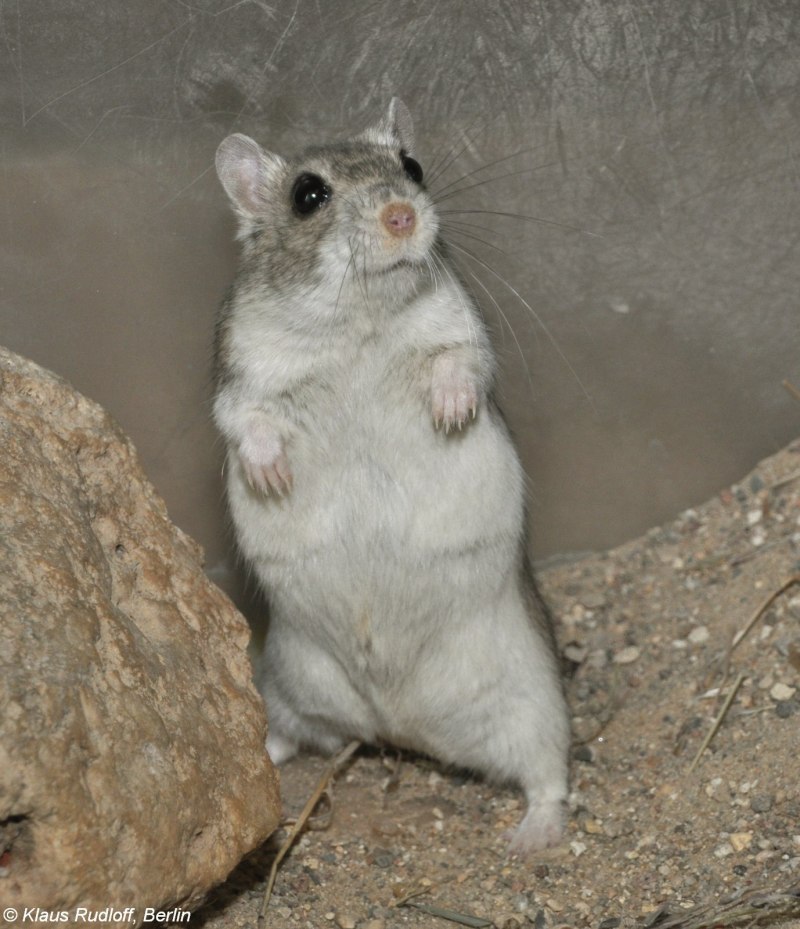 Allocricetulus curtatus
