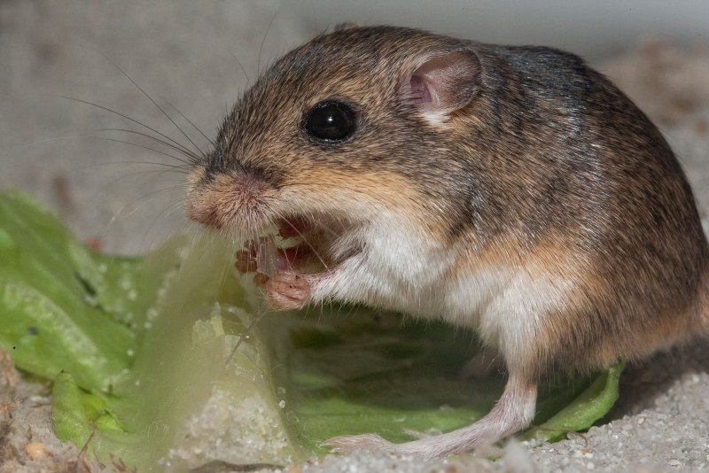Даурский хомячок (Cricetulus Barabensis)