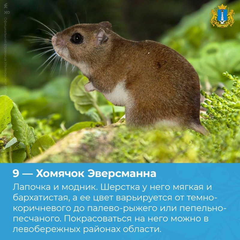 Хомячок Эверсманна (Allocricetulus eversmanni Brandt)