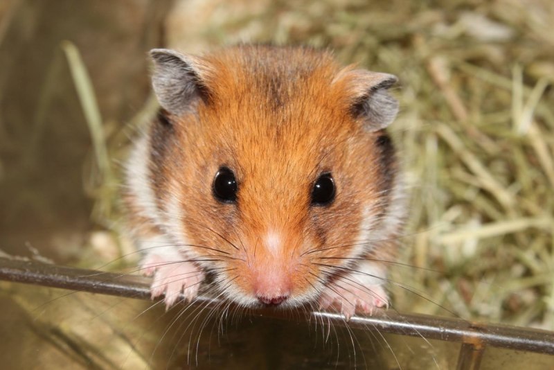 Хомячок сирийский (Mesocricetus auratus)