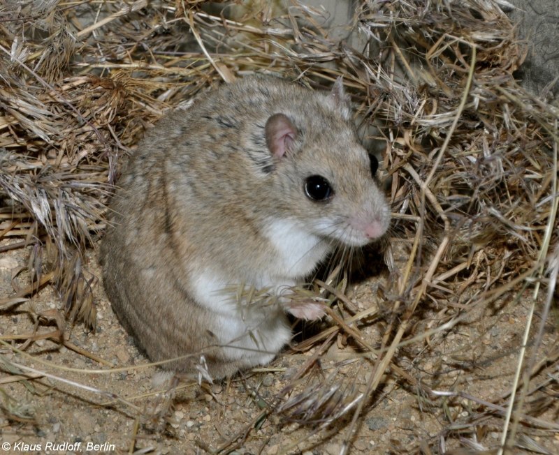 Хомячок Эверсманна (Cricetulus eversmanni)