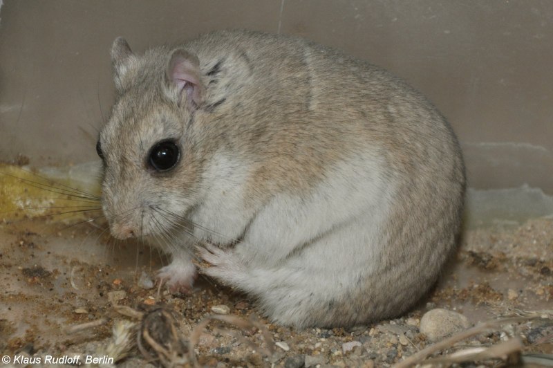 Allocricetulus curtatus