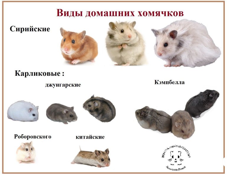Хомяк породы Кэмпбелла отличие от джунгарика