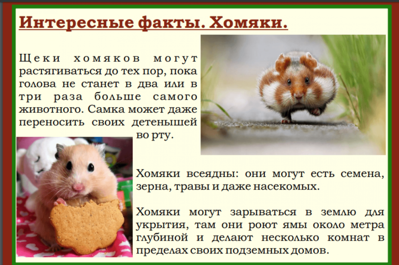 Интересные факты о хомячках