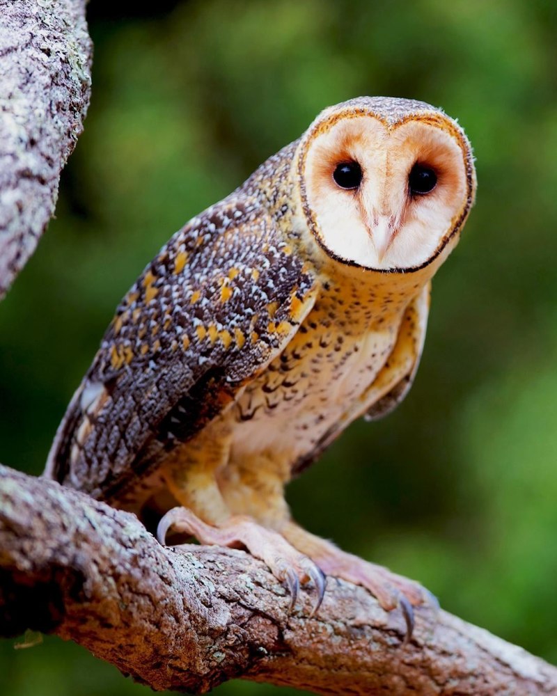 Australian masked Owl