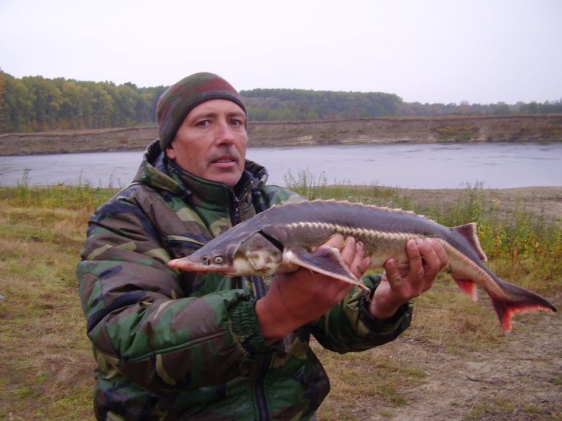 Рыбалка на стерлядь