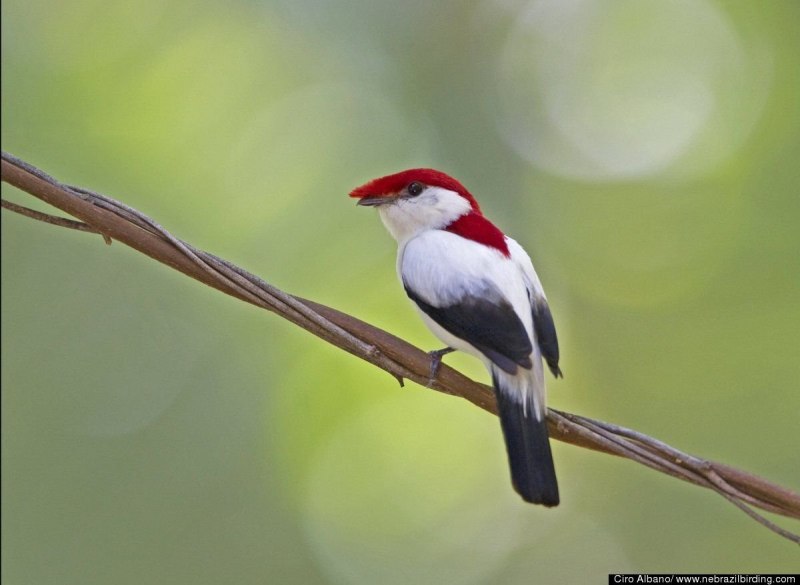 Шлемоносный Манакин-арарипе (Araripe Manakin)