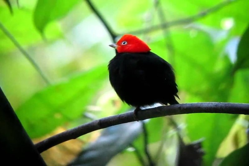 Red capped Manakin