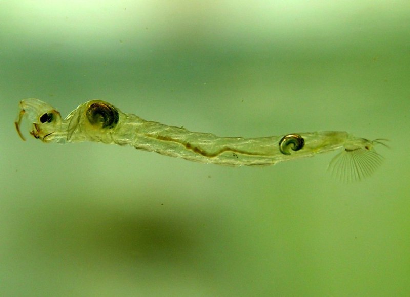 Коретра Живая